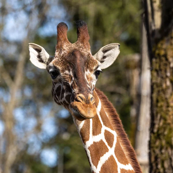 Kirahvi Giraffa Camelopardalis Afrikkalainen Tasavarpainen Sorkka Kavioeläinten Nisäkäs Korkein Kaikista — kuvapankkivalokuva