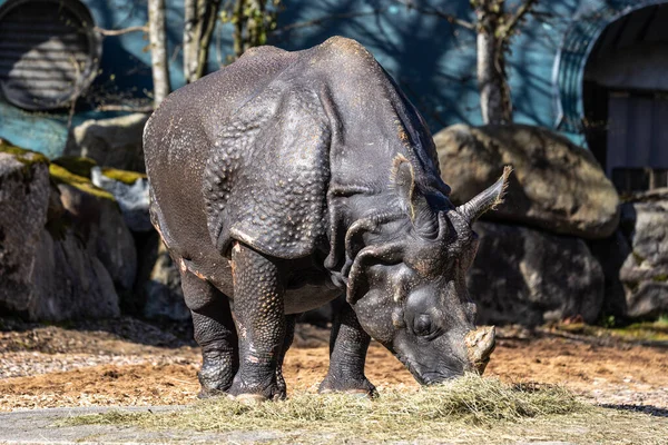 Индийский Носорог Носорог Однорогий Называется Большим Однорогим Носорогом Азиатским Однорогим — стоковое фото