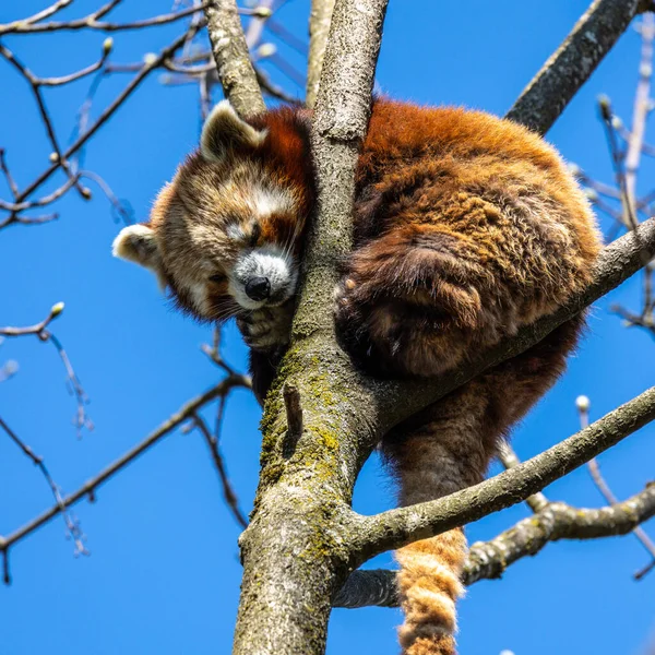 Czerwona Panda Ailurus Fulgens Nazywana Również Mniejszą Pandą Czerwonym Kocim — Zdjęcie stockowe