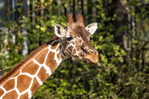 Καμηλοπάρδαλη Giraffa Camelopardalis Είναι Ένα Αφρικανικό Οπληφόρο Θηλαστικό Ψηλότερο Από — Φωτογραφία Αρχείου