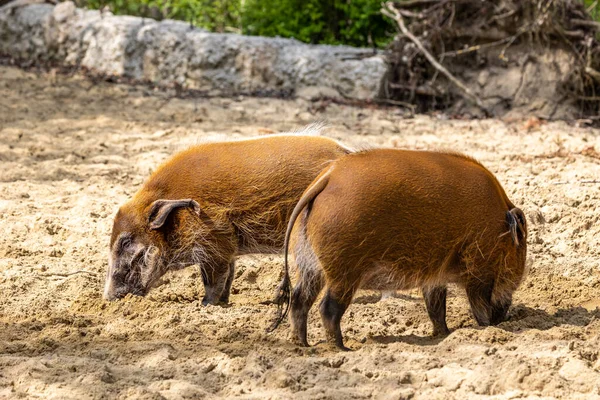 レッド川の豚 Potamochoerus ブッシュ豚として知られる この豚は地下の食べ物を見つけるために臭いの鋭い感覚を持っています — ストック写真