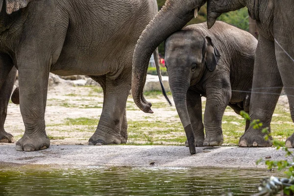 A young little Asian elephant, Elephas maximus also called Asiatic elephant, is the only living species of the genus Elephas and is distributed in the Indian subcontinent and Southeast Asia