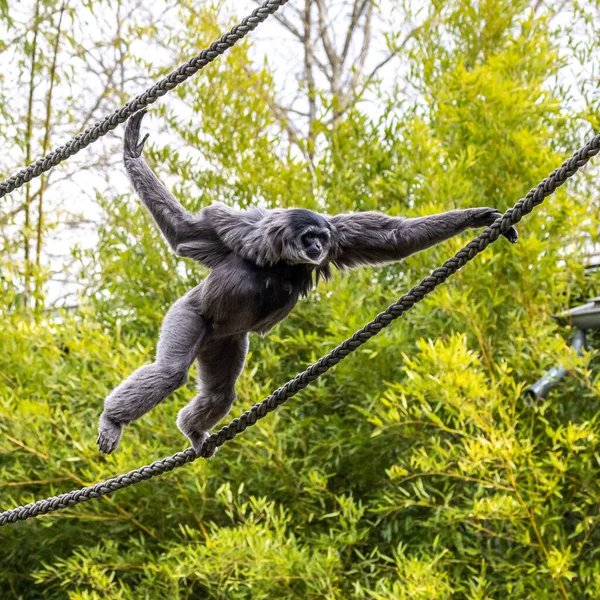 Silvery Gibbon Hylobates Moloch Silvery Gibbon Ranks Most Threatened Species — Stock Photo, Image