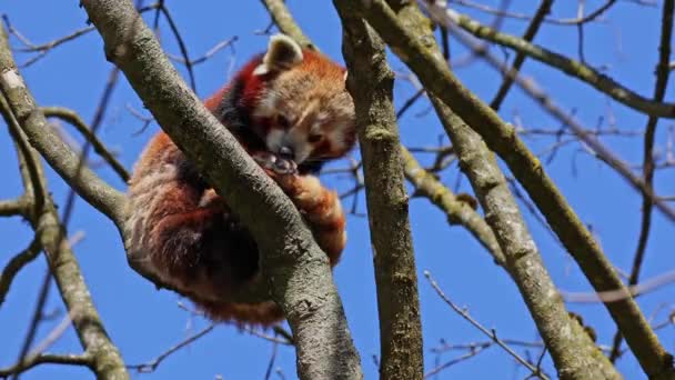 Panda Rojo Ailurus Fulgens También Llamado Panda Menor Oso Gato — Vídeos de Stock