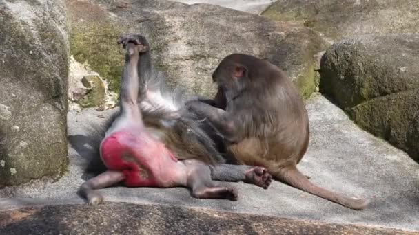 드리야 개코원숭이는 주위를 둘러보고 있습니다 파비오 드리아스는 개코원숭이의 일종이다 — 비디오
