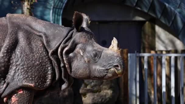 Индийский Носорог Носорог Однорогий Называется Большим Однорогим Носорогом Азиатским Однорогим — стоковое видео