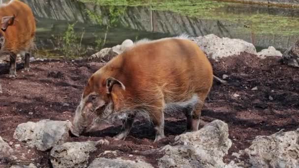 Red River Hog Potamochoerus Porcus Juga Dikenal Sebagai Bush Pig — Stok Video