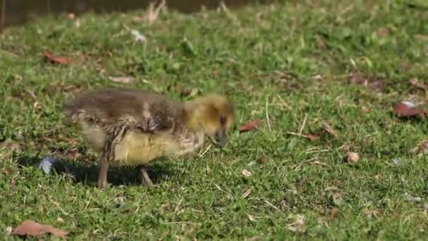 Close Beautiful Yellow Fluffy Greylag Goose Baby Gosling Spring Anser — Vídeo de stock