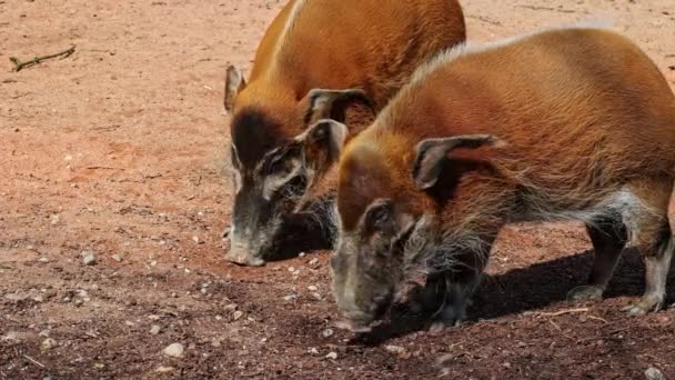 Красная Речная Свинья Potamochoerus Porcus Известная Кустарниковая Свинья Этой Свиньи — стоковое видео