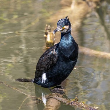 Kuzey yarımküre boyunca büyük siyah karabatak olarak bilinen büyük karabatak, Avustralya 'daki siyah karabatak ve Yeni Zelanda' nın daha güneyindeki siyah karabatak