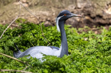 Demokiselle Crane ve Anthropoides başak kuşları gün boyunca açık yeşil çayırlarda yaşarlar. Orta Avrupa 'da bulunan bir turna türüdür.