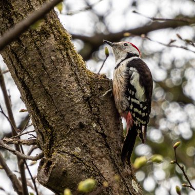 Ortanca Benekli Ağaçkakan - Leiopicus medius, Avrupa ormanları ve ormanlarından güzel nadir ağaçkakan