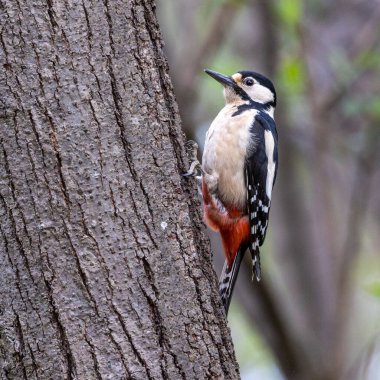 Büyük Benekli Ağaçkakan, Dendrocopos Major ormanın bir yerindeki ağacın dalında, renkli bir arka plan ve hoş yumuşak bir ışık altında oturuyor.