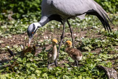 Demokiselle Crane 'in ailesi, Anthropoides Başak' ı gün boyunca açık yeşil bir çayırda yaşıyor. Orta Avrupa 'da bulunan bir turna türüdür.