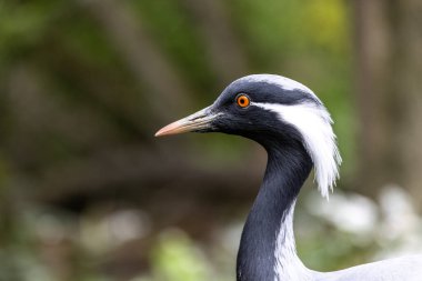 Demokiselle Crane ve Anthropoides başak kuşları gün boyunca açık yeşil çayırlarda yaşarlar. Orta Avrupa 'da bulunan bir turna türüdür.