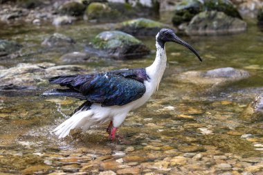 Saman boyunlu Ibis, Threskiornis spinicollis, Threskiornithidae familyasından bir kuş türü..