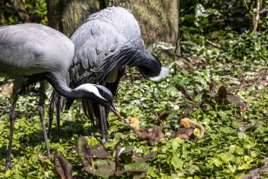 Demokiselle Crane 'in ailesi, Anthropoides Başak' ı gün boyunca açık yeşil bir çayırda yaşıyor. Orta Avrupa 'da bulunan bir turna türüdür.