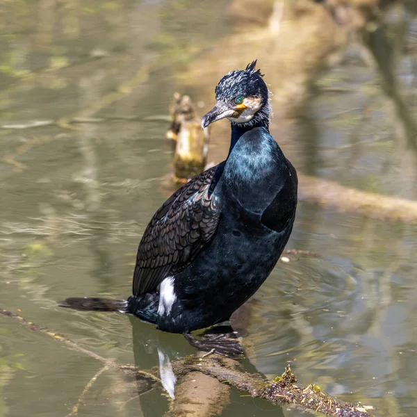 Kuzey yarımküre boyunca büyük siyah karabatak olarak bilinen büyük karabatak, Avustralya 'daki siyah karabatak ve Yeni Zelanda' nın daha güneyindeki siyah karabatak