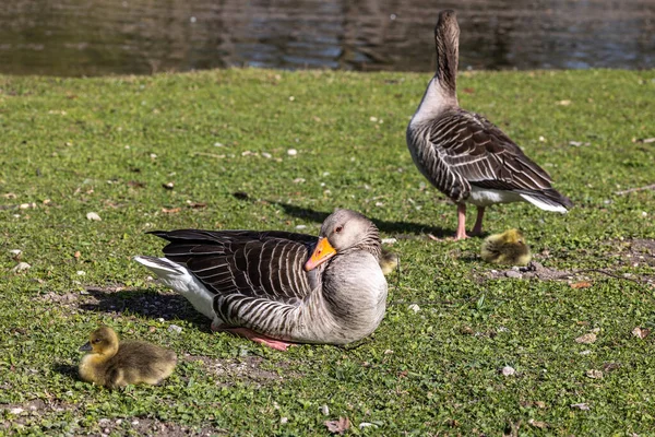 Familj Grågäss Med Små Barn Den Grågås Anser Anser Stor — Stockfoto