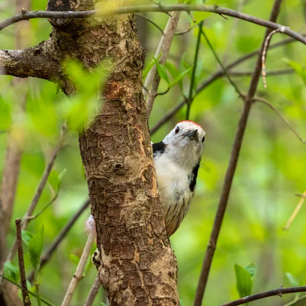 Middle Spotted Woodpecker Leiopicus Medius Beautiful Rare Woodpecker European Forests — Stockfoto