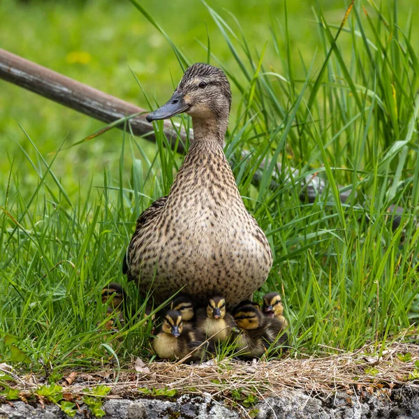 Vild Anka Eller Gräsänder Anas Platyrhynchos Familj Med Unga Skvaller — Stockfoto