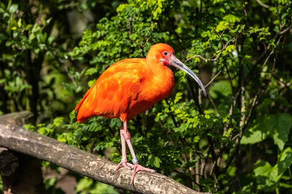 Eudocimus Ruber Est Une Espèce Oiseaux Famille Des Threskiornithidae Habite — Photo