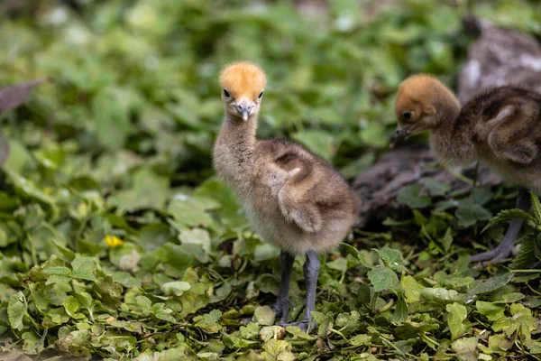 Beautiful Yellow Fluffy Demoiselle Crane Baby Gosling Anthropoides Virgo Living — Foto de Stock