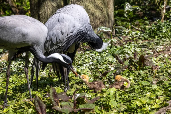 Demokiselle Crane 'in ailesi, Anthropoides Başak' ı gün boyunca açık yeşil bir çayırda yaşıyor. Orta Avrupa 'da bulunan bir turna türüdür.