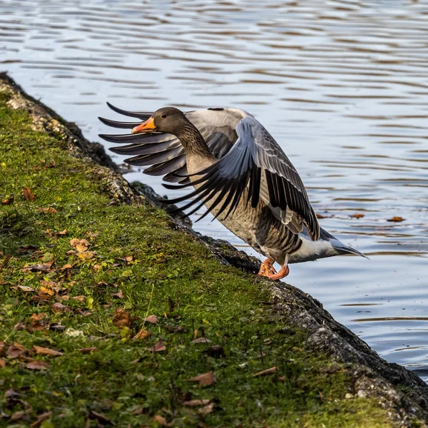 Anser Anser Anatidae Familyasından Anatidae Familyasından Bir Kaz Türü — Stok fotoğraf