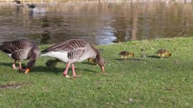 Küçük bebekleri olan gri lag kazları ailesi. Gri-lag kaz, Anser anser, Anatidae familyasından bir kaz türü.