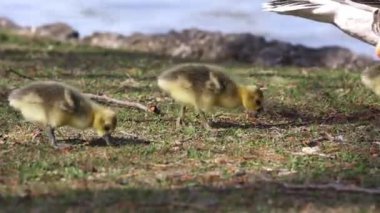 Küçük bebekleri olan gri lag kazları ailesi. Gri-lag kaz, Anser anser, Anatidae familyasından bir kaz türü.