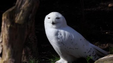 Karlı baykuş, Bubo skandiacus, Strigidae ailesinin kuşu. Sarı gözlü.