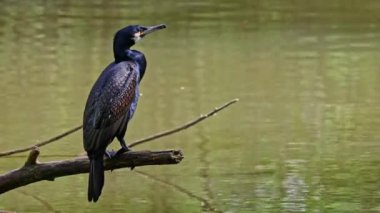 Kuzey yarımküre boyunca büyük siyah karabatak olarak bilinen büyük karabatak, Avustralya 'daki siyah karabatak ve Yeni Zelanda' nın daha güneyindeki siyah karabatak