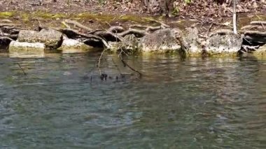 Bir çift Great Crested Grebe, Podiceps kristali yuvalarını inşa ediyor. Güzel turuncu renkli kuş, kırmızı gözlü su kuşu. Eski Dünya 'da bulunan en büyük aile üyesidir..