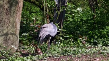Demokiselle Crane ve Anthropoides başak kuşları gün boyunca açık yeşil çayırlarda yaşarlar. Orta Avrupa 'da bulunan bir turna türüdür.