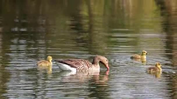 Familj Grågäss Med Små Barn Den Grågås Anser Anser Stor — Stockvideo