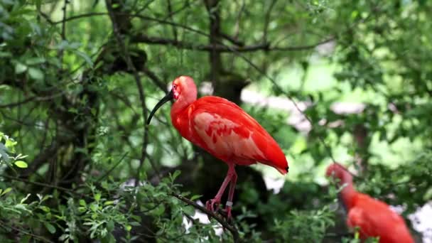 Scarlet Ibis Eudocimus Ruber Pták Čeledi Threskiornithidae Obdivovaný Načervenalým Zbarvením — Stock video