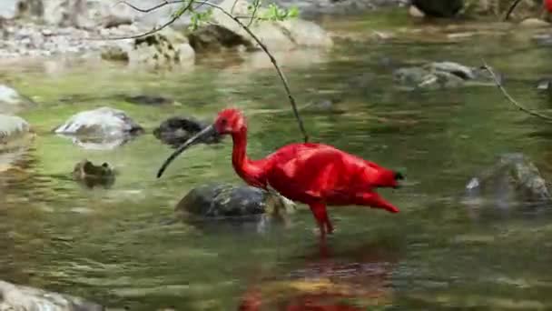 Scarlet Ibis Eudocimus Ruber Threskiornithidae Családba Tartozó Madár Amelyet Tollak — Stock videók