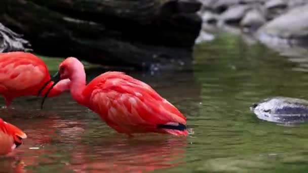 Szkarłatny Ibis Eudocimus Ruber Ptak Rodziny Threskiornithidae Podziwiany Przez Czerwonawe — Wideo stockowe