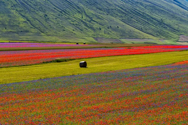 カステルッチョ ノルチャ 国立公園Siblillini山 イタリア ヨーロッパのポピーやコーンフラワーとレンズ豆の開花 — ストック写真