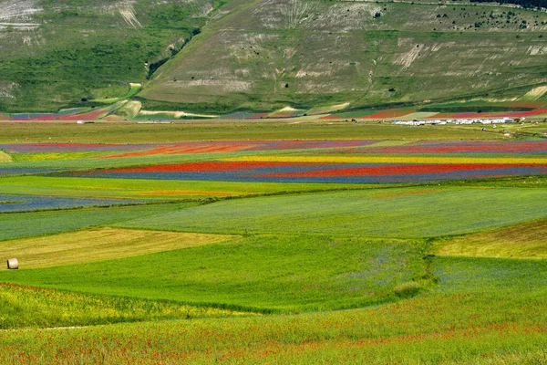 Mákos Lencsevirág Búzavirág Castelluccio Norciában Nemzeti Park Sibillini Hegyek Olaszország — Stock Fotó