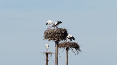 Ciconia ciconia Storks kolonisi Los Barruecos Doğal Anıtı 'nda korunan bir bölgede, Malpartida de Caceres, İspanya' da Extremadura.