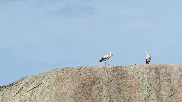 Ciconia Ciconia Storks Colonia Protected Area Los Barruecos Natural Monument — стокове відео