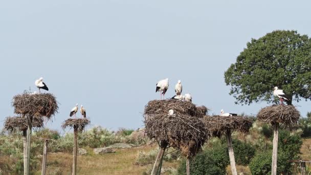 Ciconia Ciconia Storks Kolonisi Los Barruecos Doğal Anıtı Nda Korunan — Stok video