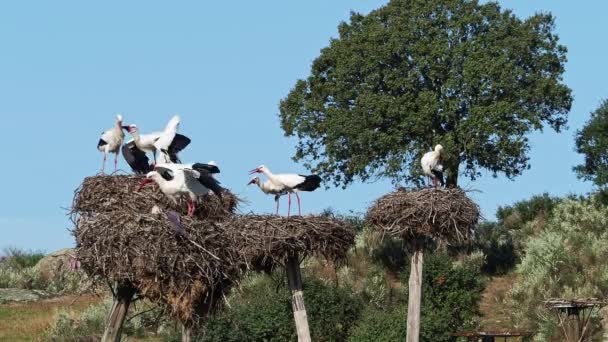 Αποικία Ciconia Ciconia Storks Προστατευόμενη Περιοχή Στο Φυσικό Μνημείο Los — Αρχείο Βίντεο