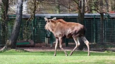 Geyik ya da geyik, Alces Alces geyik familyasındaki en büyük türdür. Geyikler, erkeklerin geniş, düz ya da palmat boynuzlarıyla ayırt edilir..
