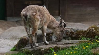 Türkmen markhor, Capra Falconeri heptneri. Bu türün adı boynuz şeklinden geliyor, tirbuşon ya da vida gibi kıvrılıyor. Markhor Pakistan 'ın sembollerinden biri.