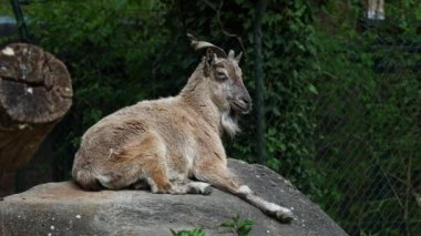 Türkmen markhor, Capra Falconeri heptneri. Bu türün adı boynuz şeklinden geliyor, tirbuşon ya da vida gibi kıvrılıyor. Markhor Pakistan 'ın sembollerinden biri.