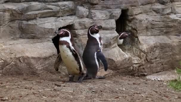 Pingüino Humboldt Spheniscus Humboldti Pingüino Peruano — Vídeos de Stock