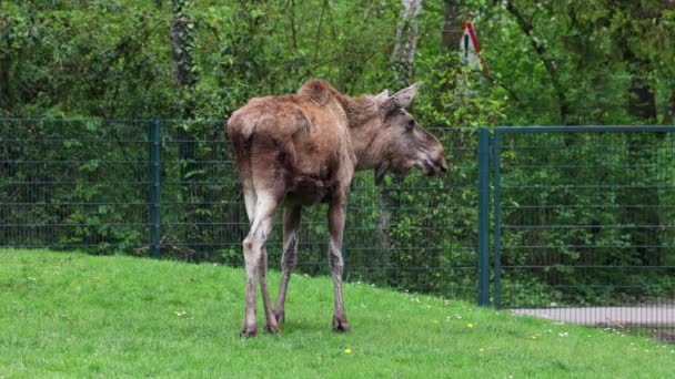 Älgen Eller Älgen Alces Alces Alces Den Största Bevarade Arten — Stockvideo